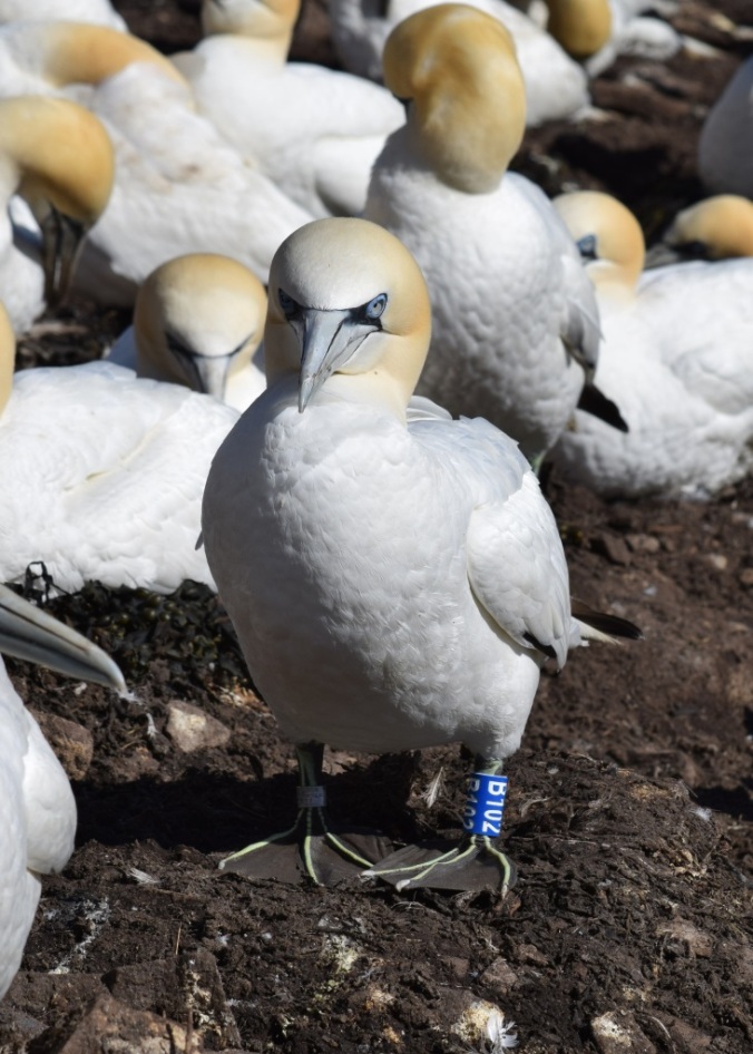 Gannets are fitted with two identification rings, a metal BTO ring and a colour ring